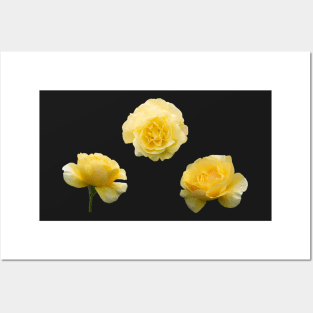 Yellow Aesthetic Garden Roses Sticker Pack Posters and Art